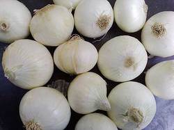 White Onion Services in New Delhi Delhi India